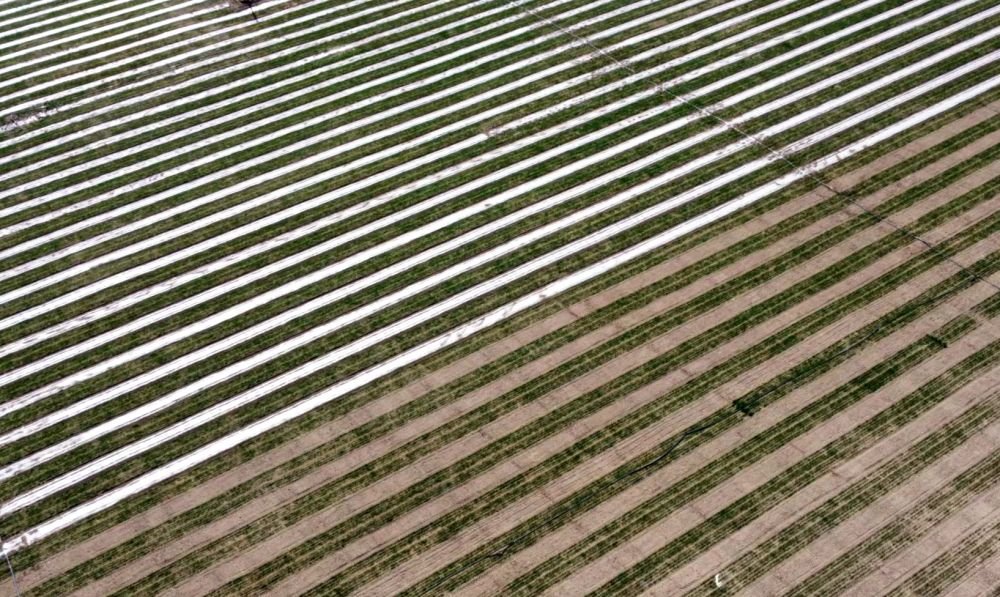 武威市凉州区武南镇拍摄的一处高标准农田（无人机照片） 新华社记者 王朋 摄