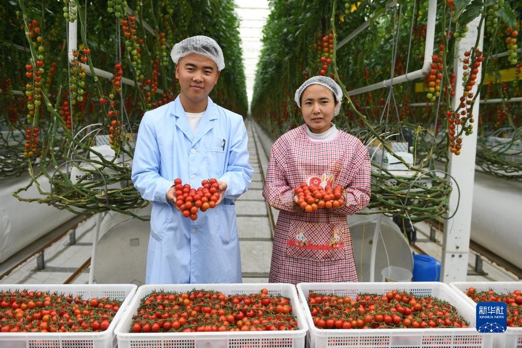 5月7日，在甘肃省武威市古浪县黄花滩移民区，古浪越海种植大棚内的工作人员展示刚收摘的串收番茄。新华社记者 林立平 摄