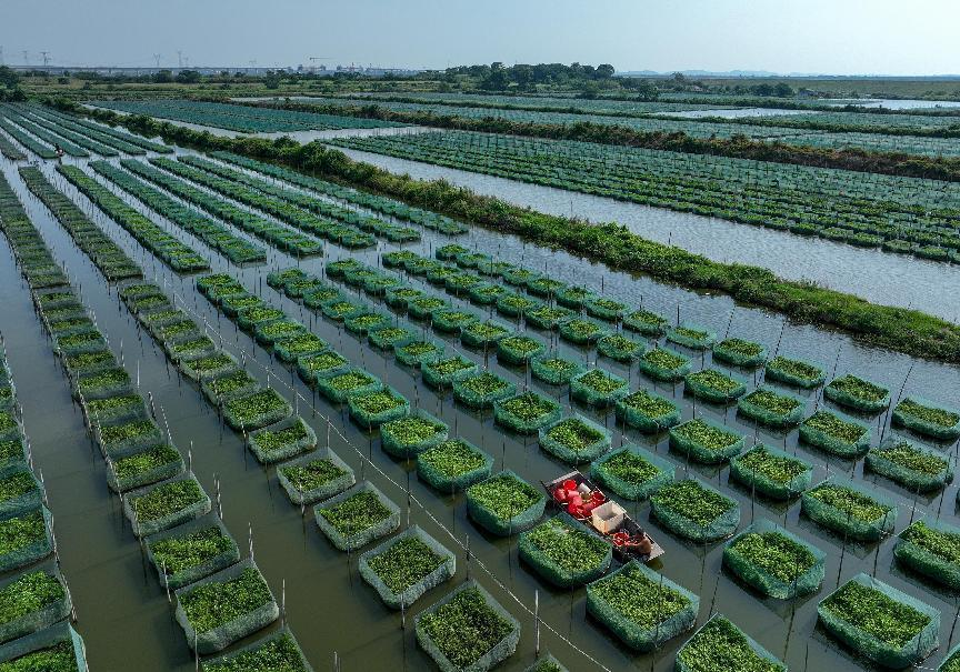 罗勇：把“一条鳝鱼”做成“一件善事”