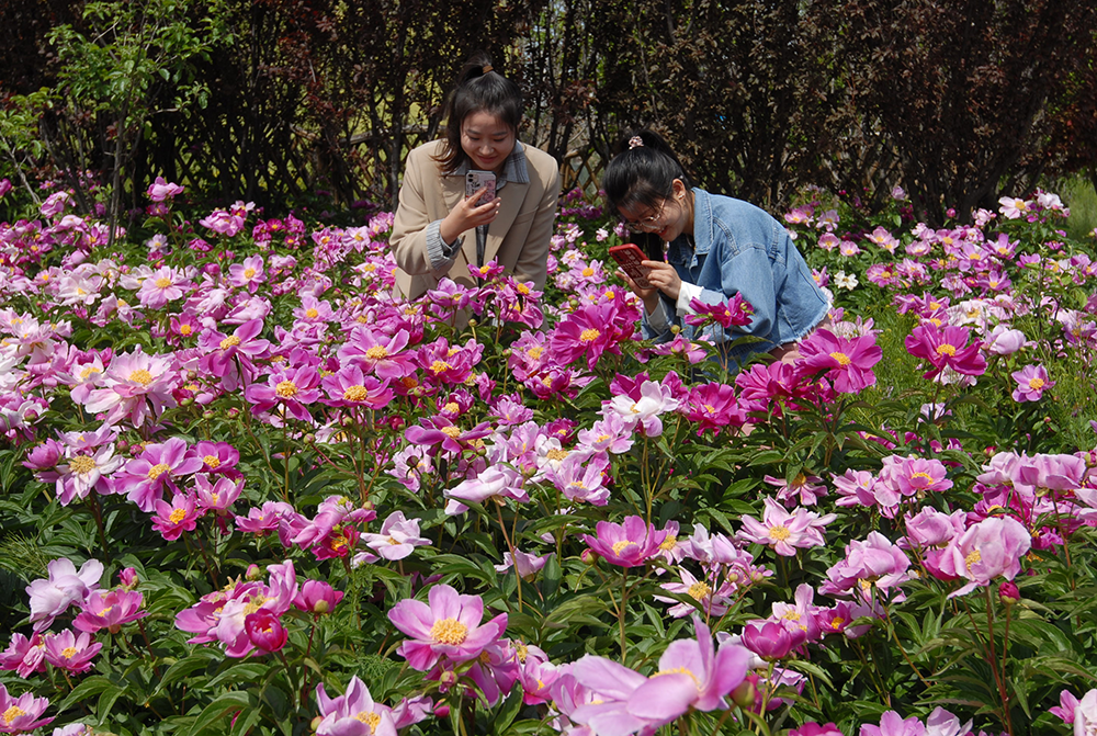 山东即墨:芍药花开引客来 农旅融合促振兴