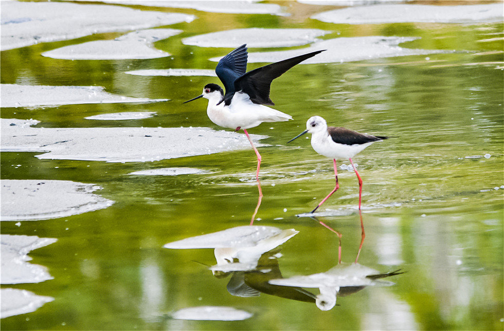 “大长腿”承包鸣沙山下鱼塘 美到起飞