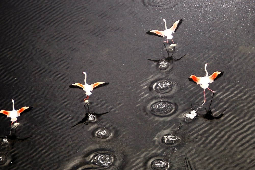 法国摄影师提耶尔•维松摄影展《南法卡马格》武汉启幕