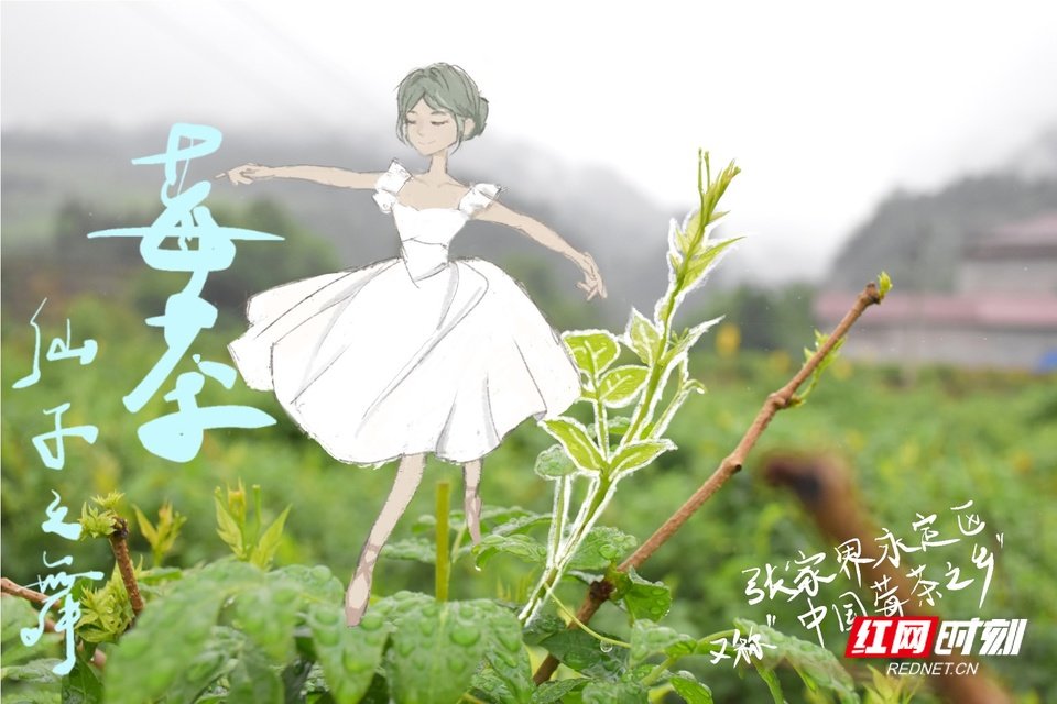 plog组图|氤氲中 张家界正悄然上演一场“莓茶仙子之舞”凤凰网湖南_凤凰网