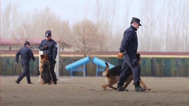 哈尔滨警犬训练基地民警：受影视剧影响，萌生报考警犬技术专业的想法