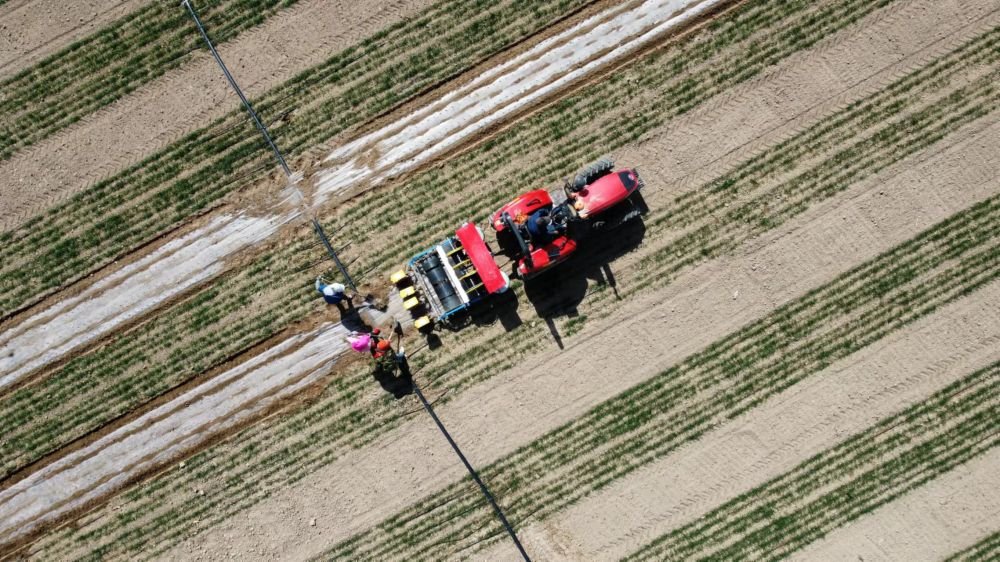 在甘肃省凉州区武南镇下中畦村，村民在已经种了春小麦的田里套种玉米（无人机照片）。新华社记者 王朋 摄