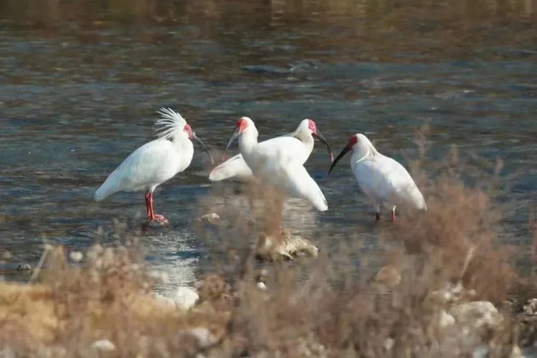 ▲摄影爱好者在徽县栗川镇伏镇河段、金徽生态酿酒园水源地、白龙江武都城区段的河滩上的拍到的朱鹮。