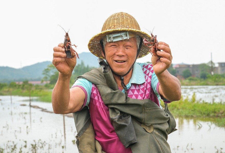 江西进贤县：稻虾共生，首批龙虾成熟上市