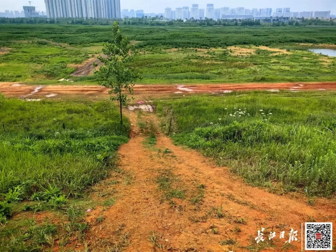 破损的堤岸。记者赵家新 摄