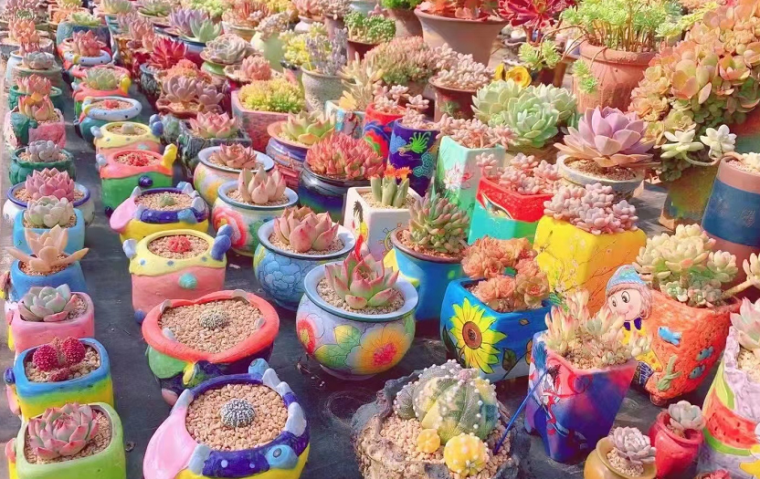 大棚里种了个“多肉王国” 华亭这对夫妻档咋经营的