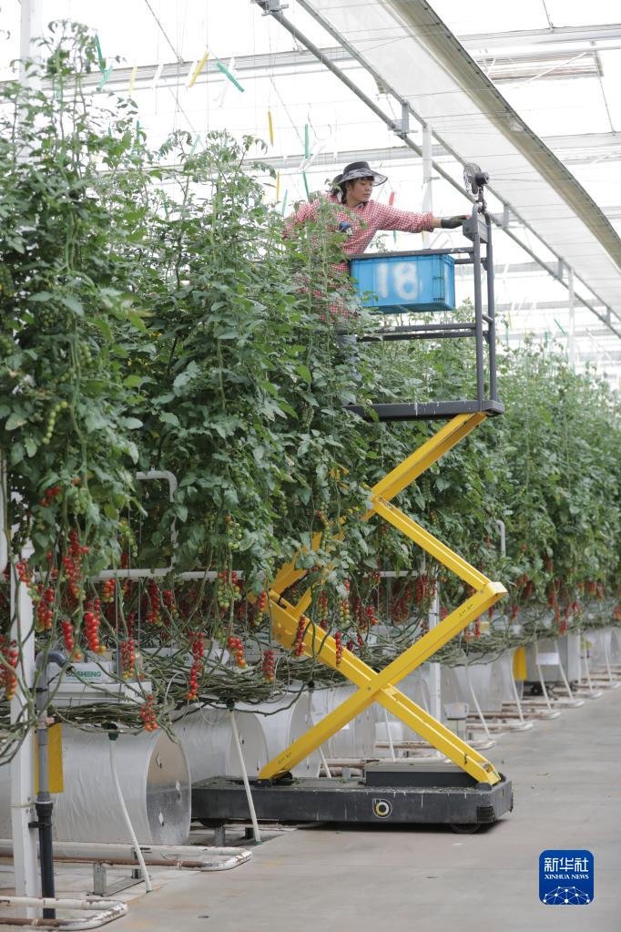 5月7日，在甘肃省武威市古浪县黄花滩移民区，古浪越海种植大棚内的工作人员正在劳作。新华社记者 黄晓勇 摄