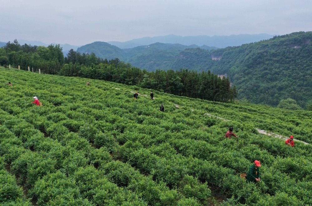 5月8日,在张家界市武陵源区金杜村莓茶种植基地,茶农在采摘莓茶鲜叶