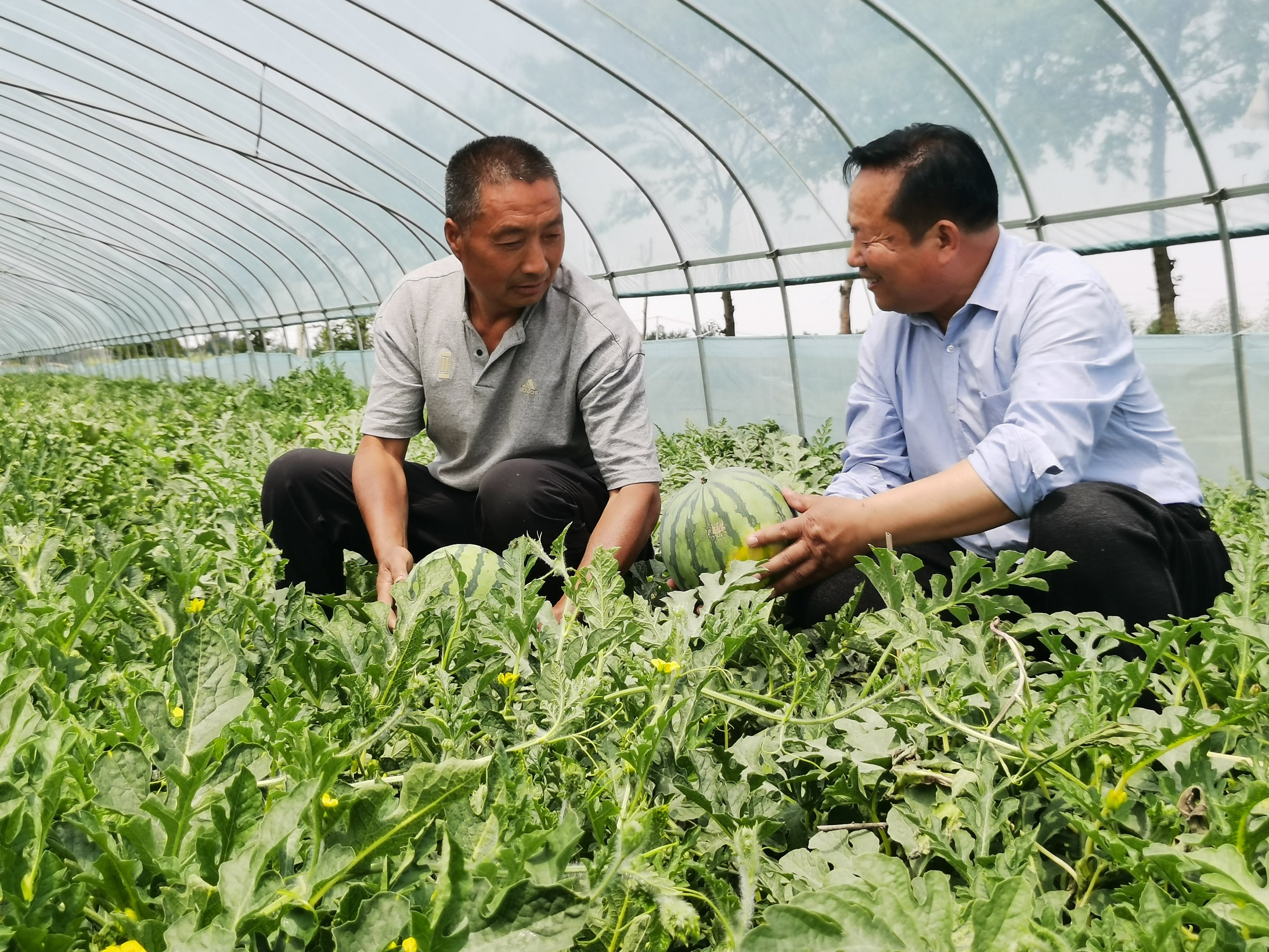 立夏的第一份“甜蜜礼物”，沛县安国镇首届西瓜节开幕