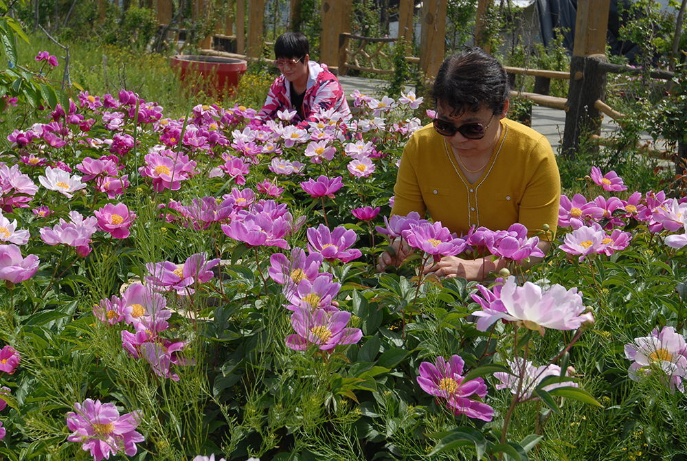 山东即墨:芍药花开引客来 农旅融合促振兴