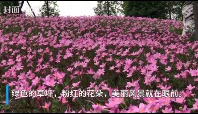 30秒｜成都白鹭湾江家艺苑韭莲花开