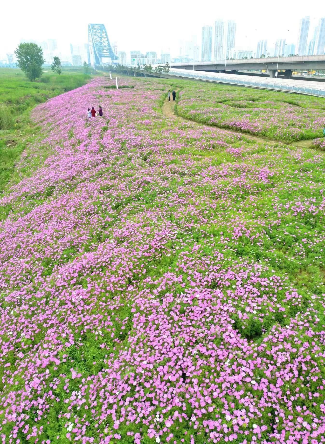 汉江湾桥下汉阳江滩波斯菊花海 李子云 摄