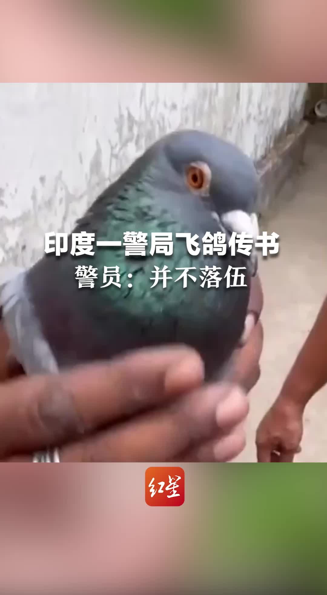 印度一警局飞鸽传书 警员：并不落伍