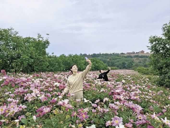 芍药花海醉游人