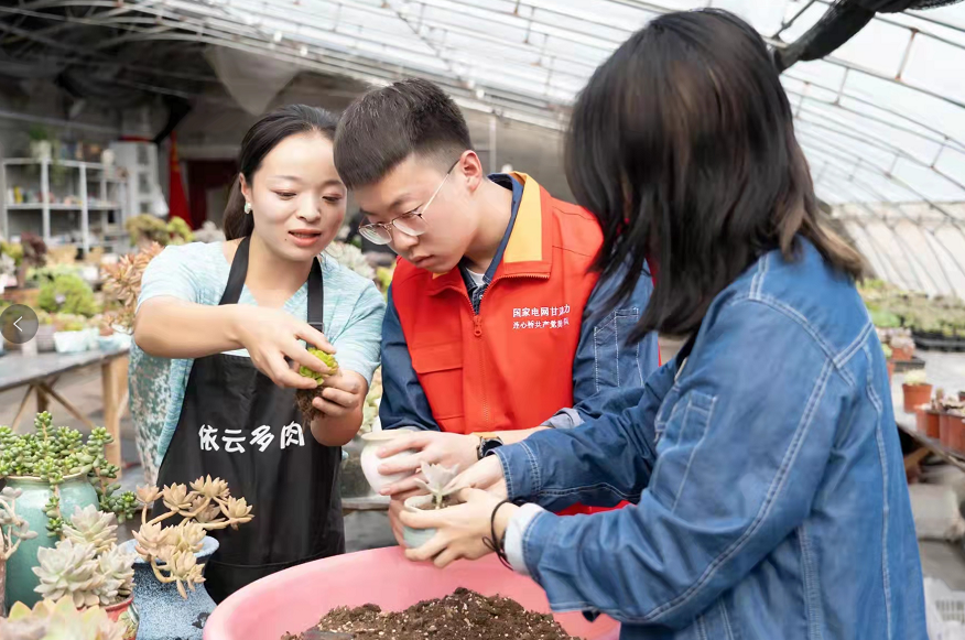 大棚里种了个“多肉王国” 华亭这对夫妻档咋经营的