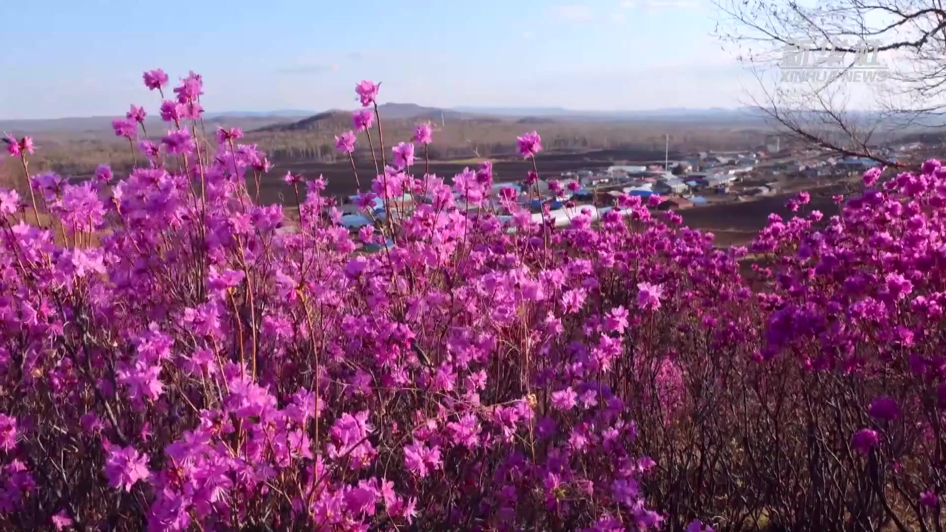 黑龙江逊克：杜鹃花开满山坡