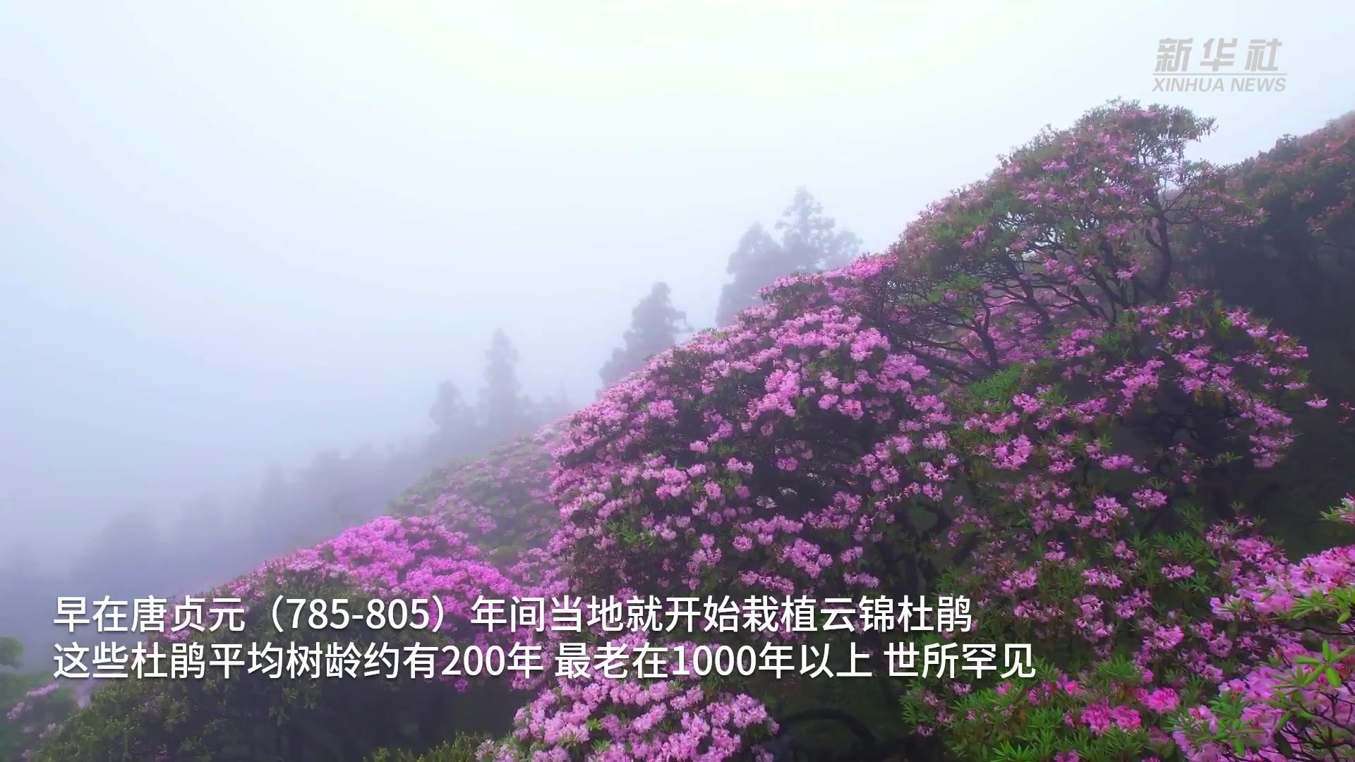 2023浙江森林旅游节暨第25届天台山云锦杜鹃节开幕