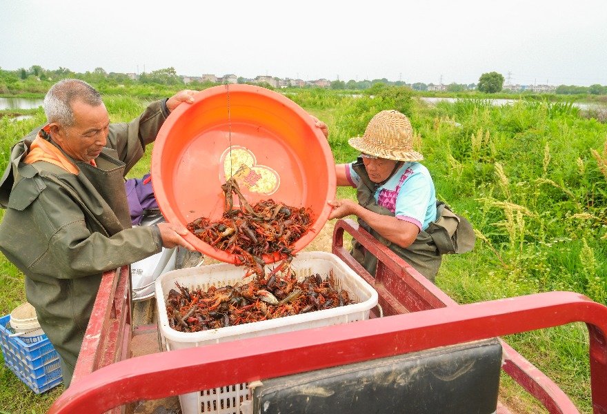 江西进贤县：稻虾共生，首批龙虾成熟上市