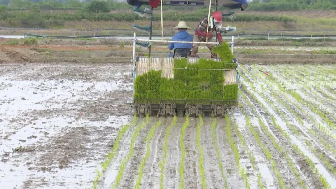 安徽:实施“两强一增” 确保粮食稳产丰收