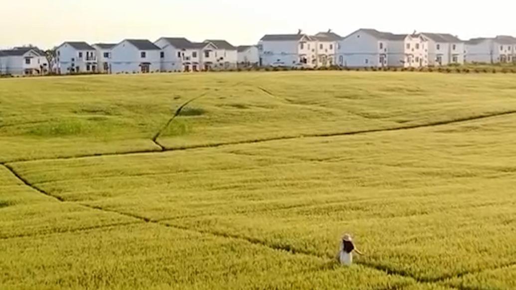 风吹麦浪映丰收！江苏句容这片麦田意境绝了