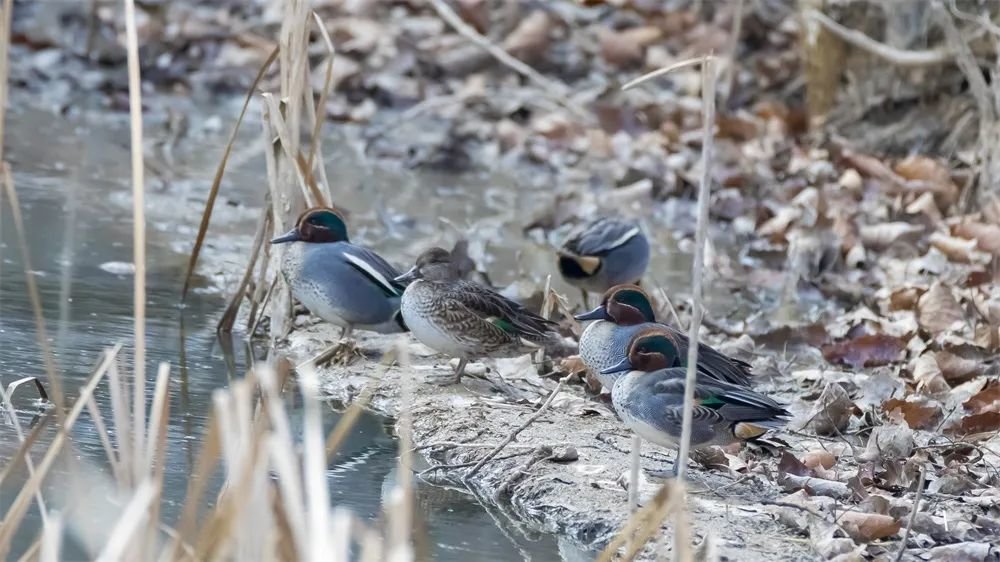 ▲绿翅鸭 （白水江调查队在文县尚德镇周家坝村首次发现并拍摄到国家一级保护动物白尾海雕以及绿头鸭、绿翅鸭、鸳鸯、白鹭、苍鹭、黑水鸡等十多种水鸟）