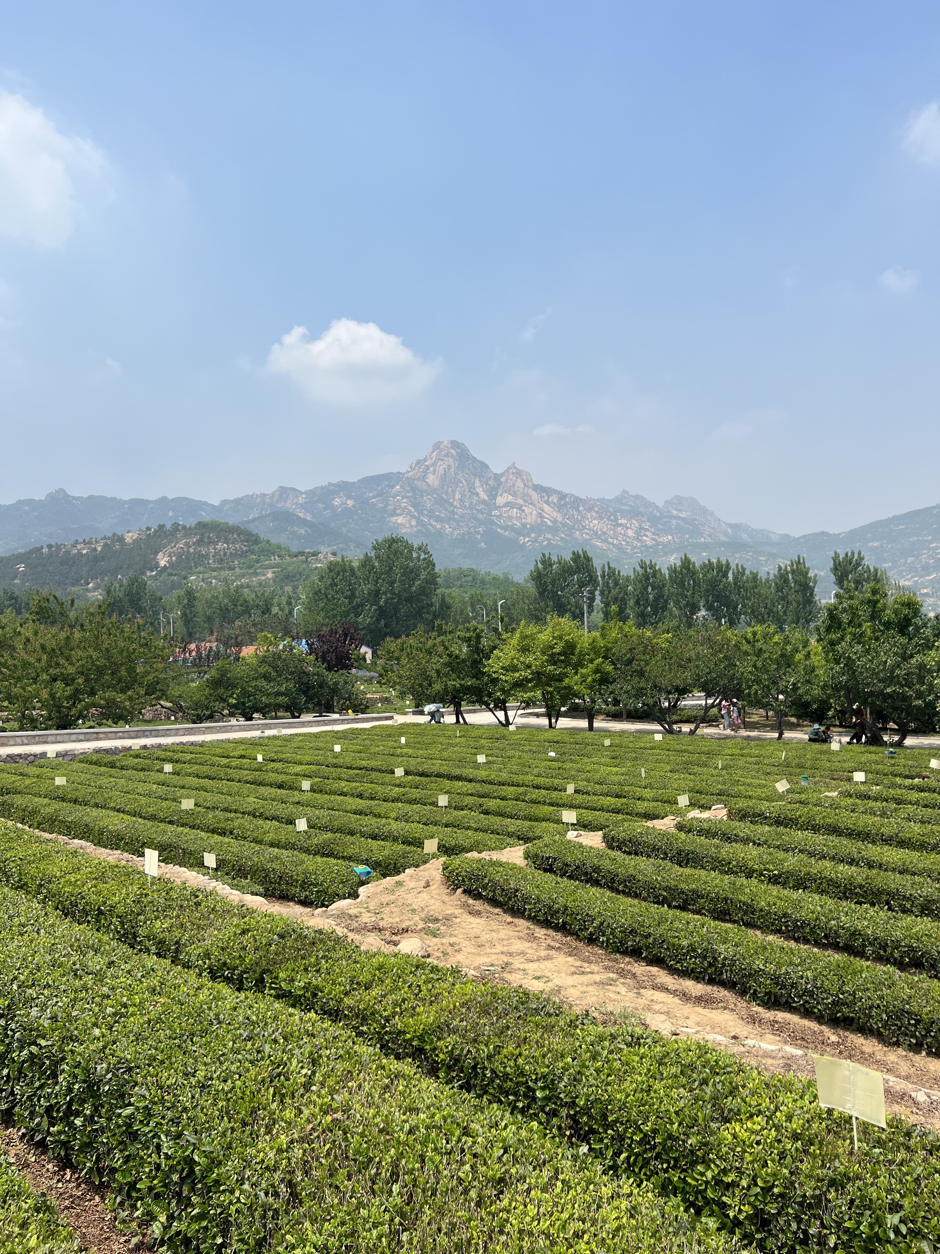 一起玩转周末 | 王哥庄茶田音乐节、露营、集市活动再次来袭！