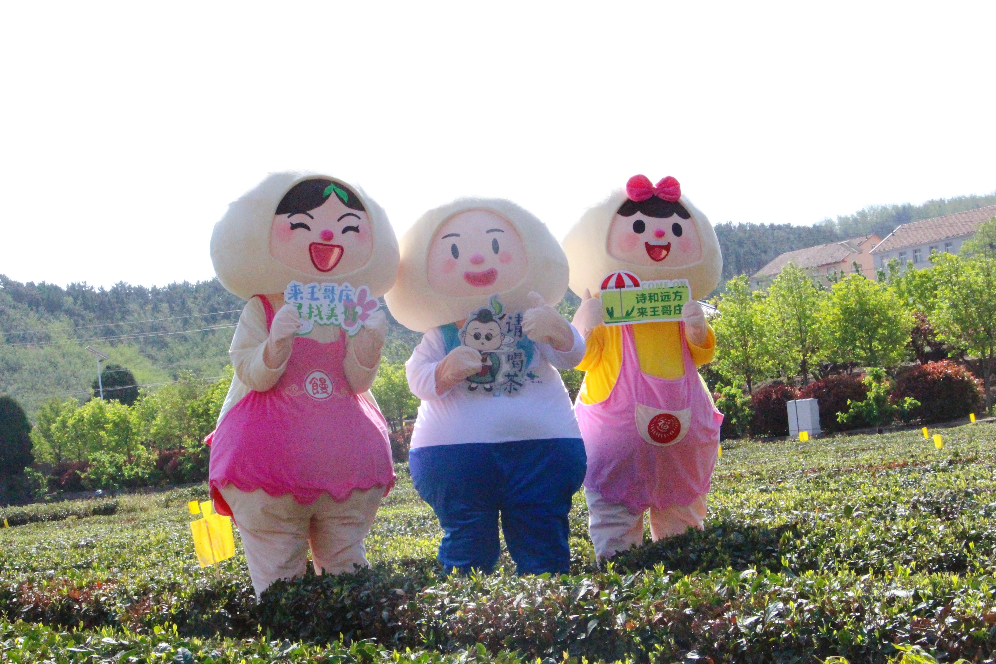 “潮”好玩茶季！王哥庄的茶田音乐节、露营、集市活动将于本周末同时举办