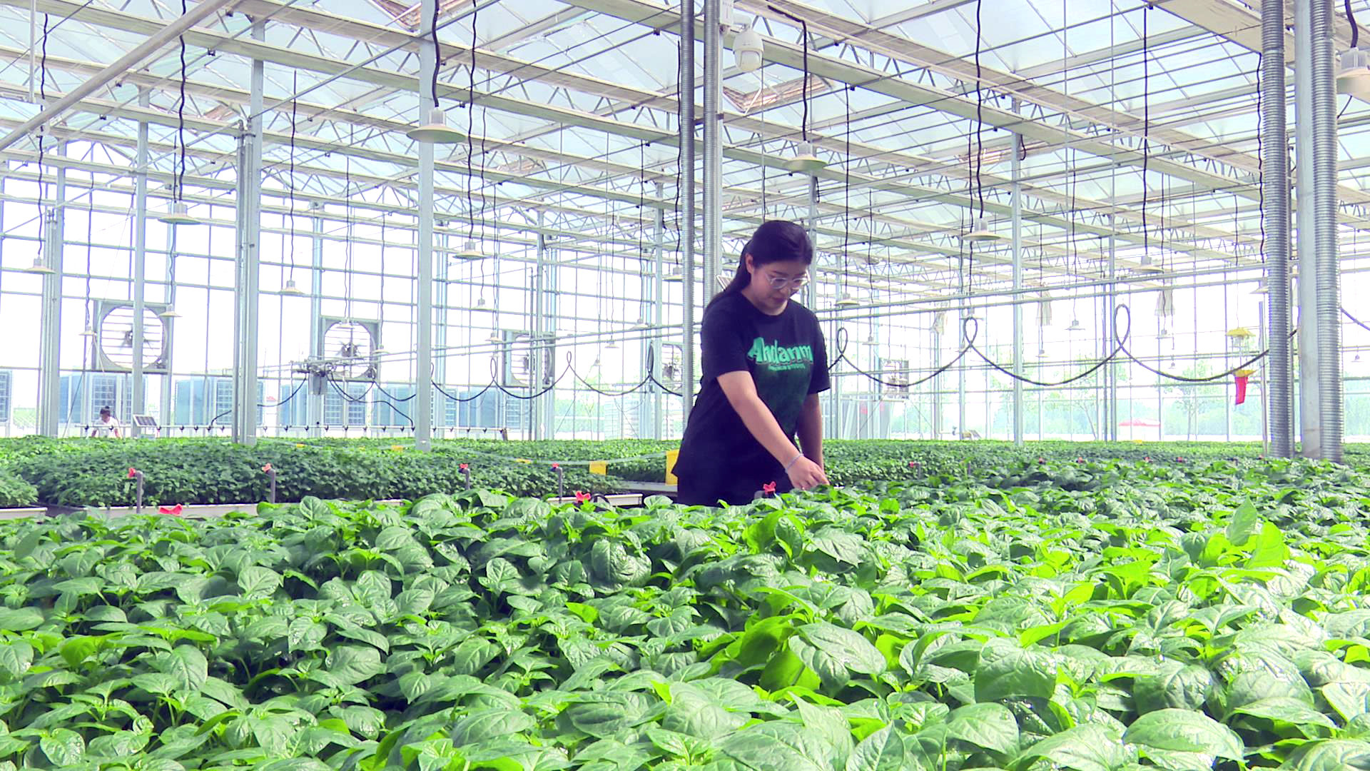 柘城县：辣椒移栽正当时