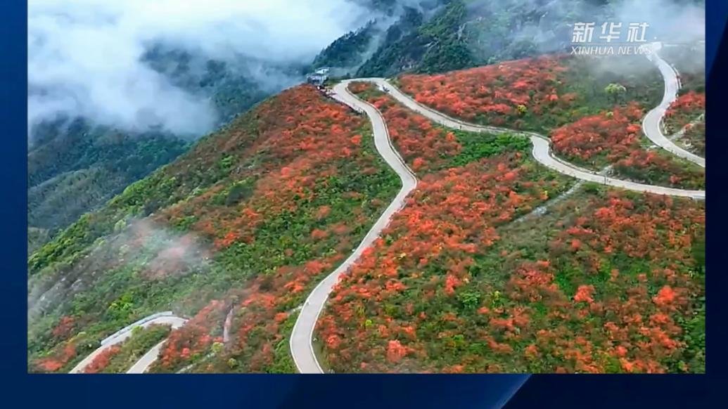 湖南阳明山：雨后杜鹃花更艳