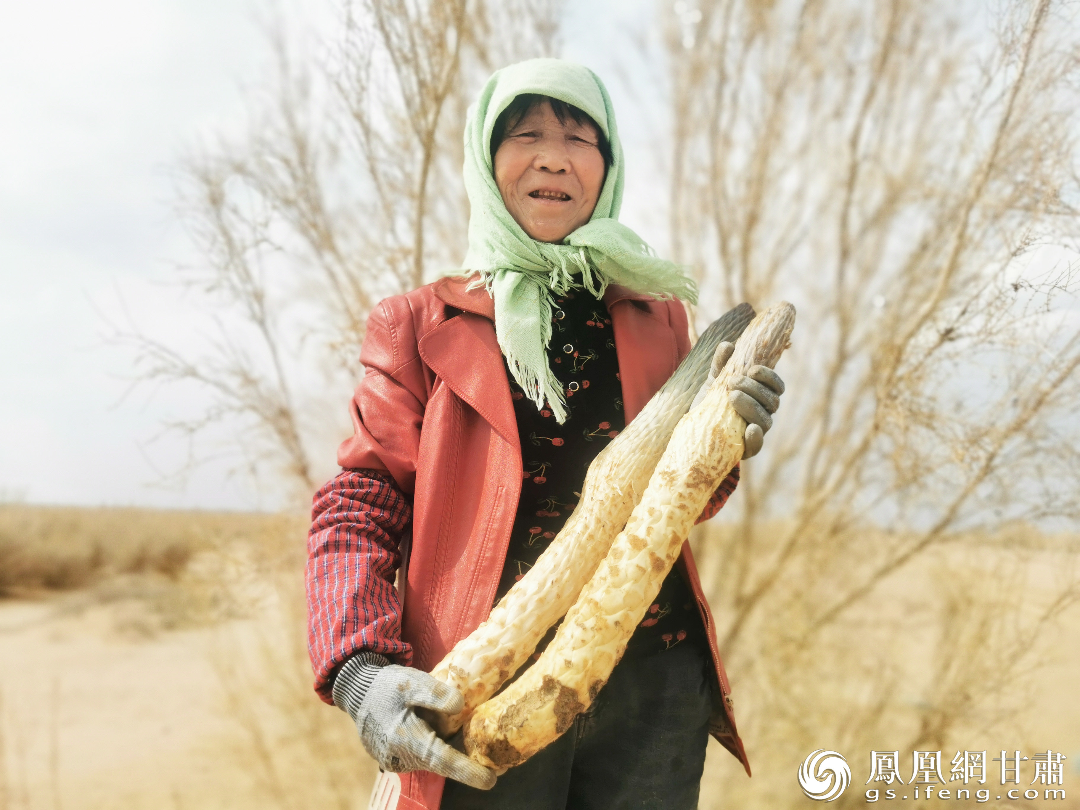 民勤县肉苁蓉喜获丰收 梁霞 摄