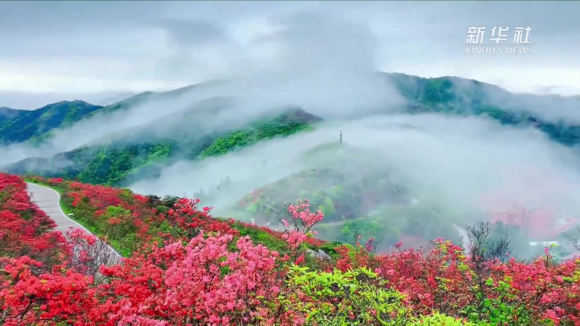 阳明山杜鹃花海图片