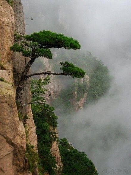 (图注:竹石.郑燮