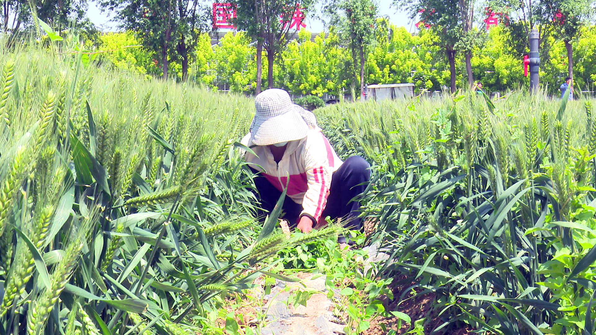 柘城县：辣椒移栽正当时