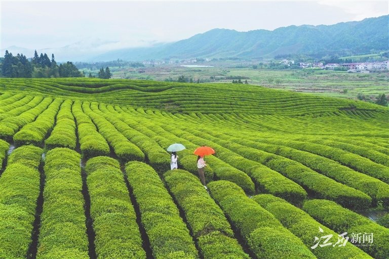 4月19日，在浮梁县臧湾乡寒溪村，两名游客在云雾升腾的史子园千亩茶园基地的茶山上赏茶