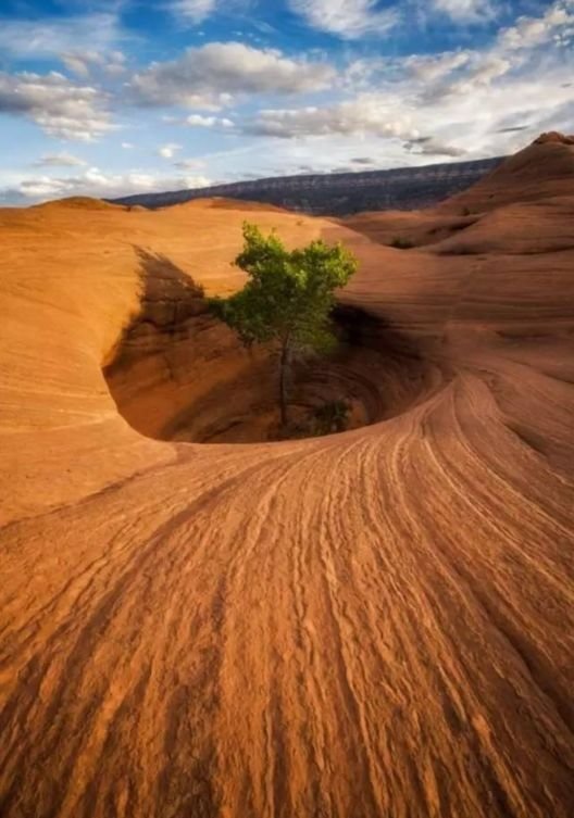 (图注:荒芜的土地里没有一点生命气息,在岩石坑里这棵树顽强地活着)