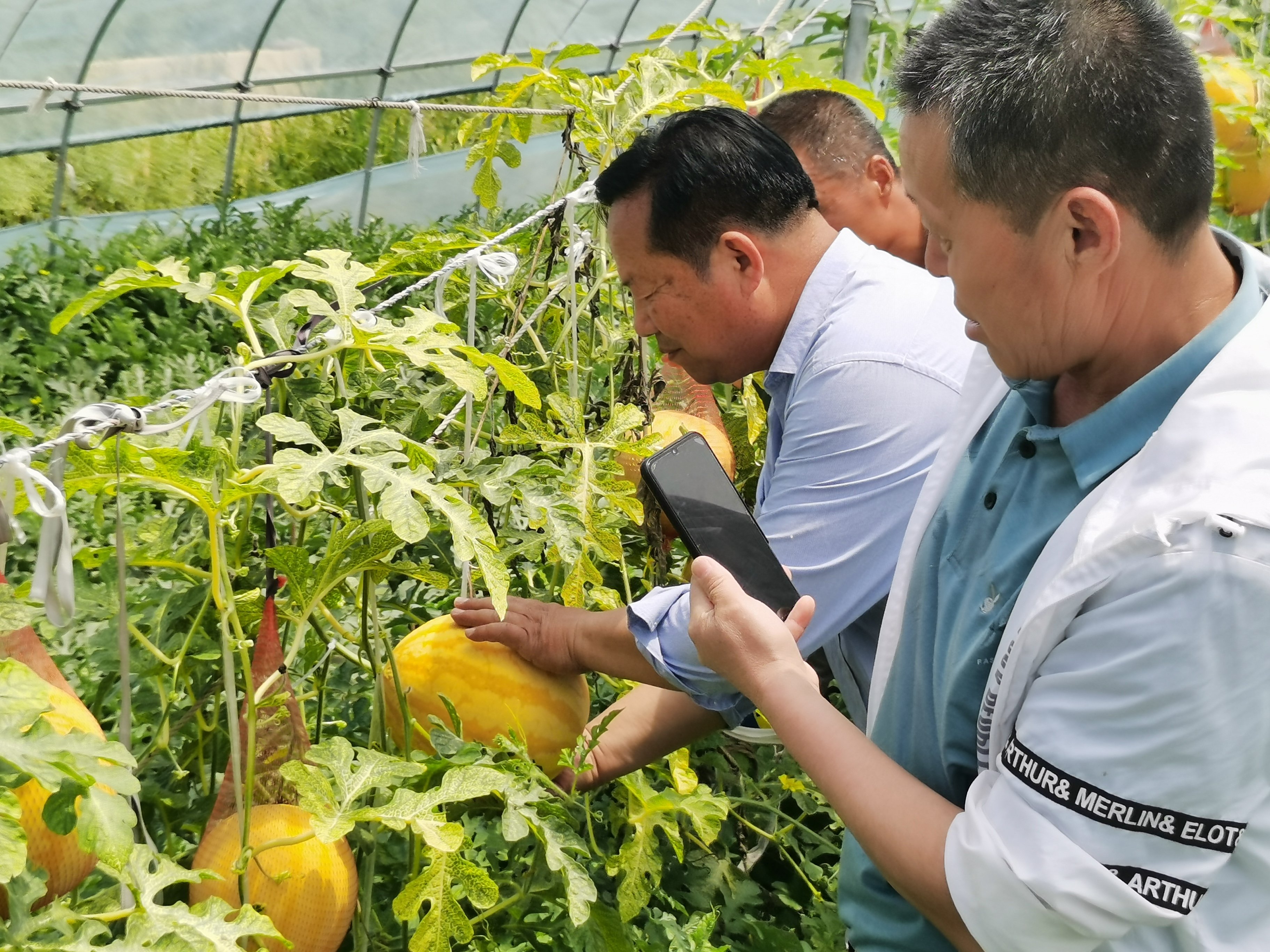 立夏的第一份“甜蜜礼物”，沛县安国镇首届西瓜节开幕