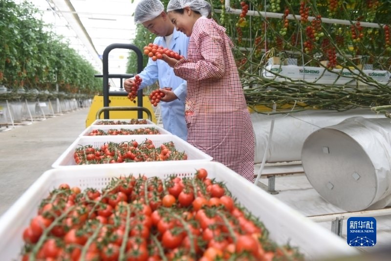 5月7日，在甘肃省武威市古浪县黄花滩移民区，古浪越海种植大棚内的工作人员收摘串收番茄。新华社记者 黄晓勇 摄