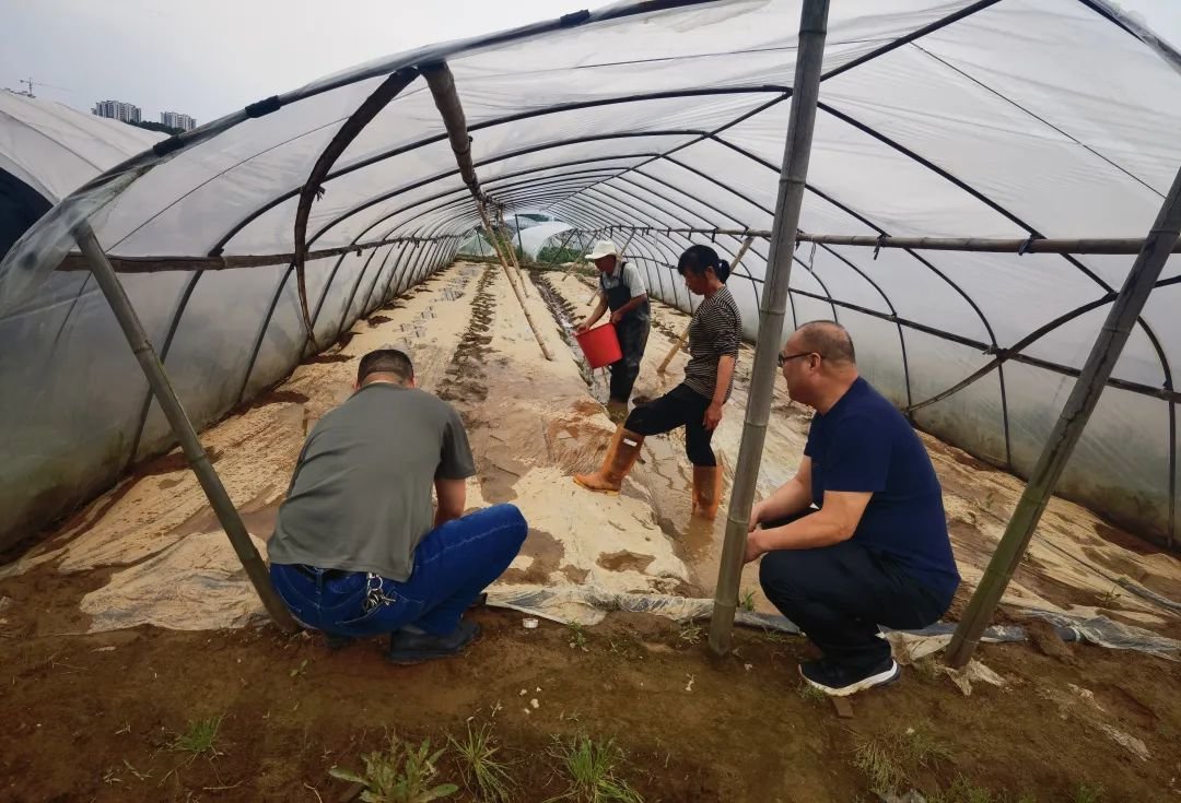 崇仁县农业农村局农技专家帮助蔬菜种植户采取蔬菜灾后补救措施