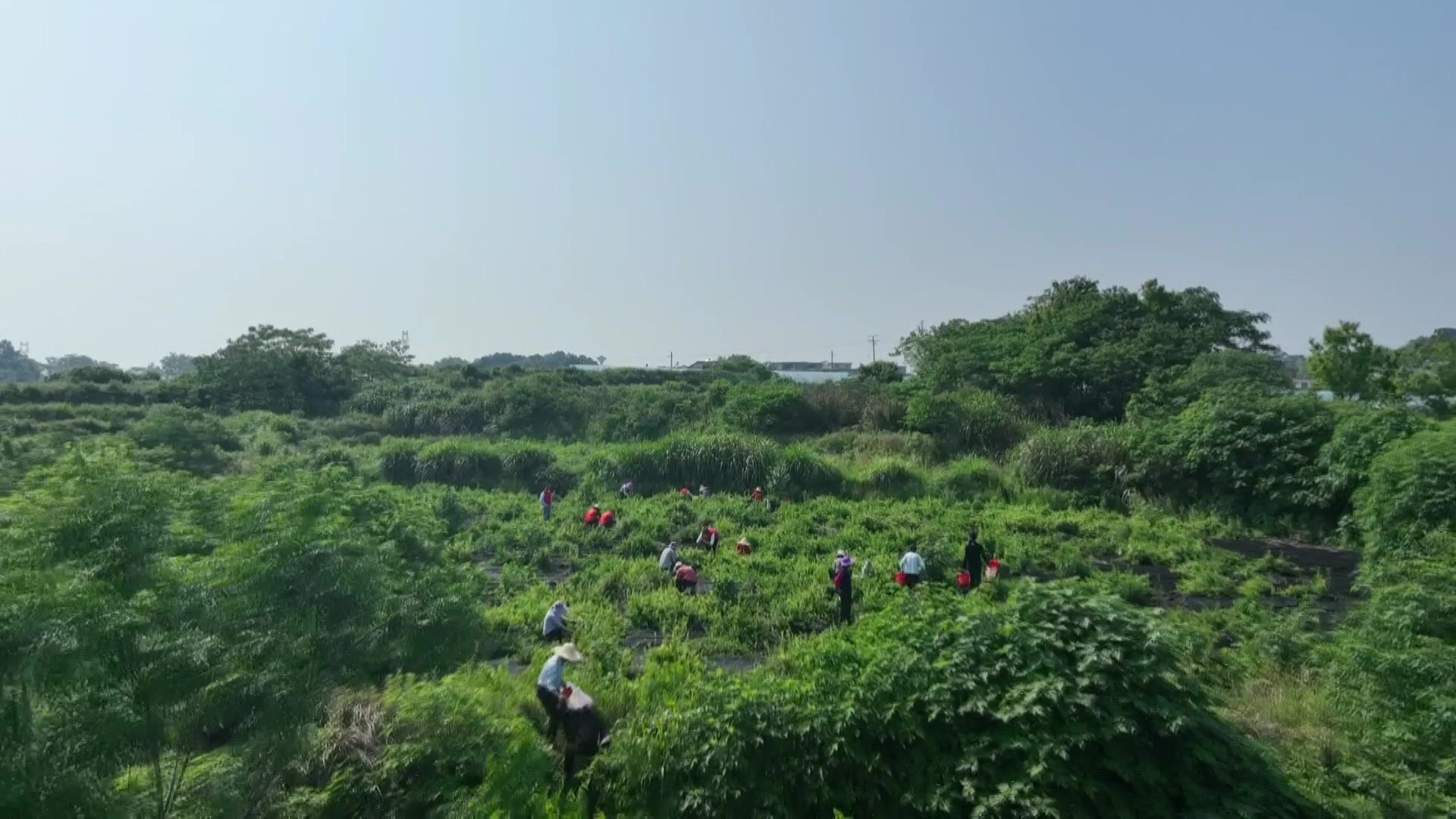 九江湖口县：栽下金银花 遍地生“金银”