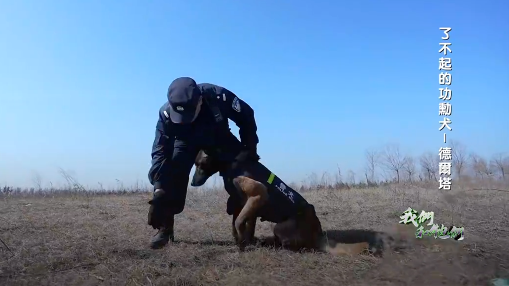 山林地搜捕、气味搜索，功勋警犬“德尔塔”日常这样训练