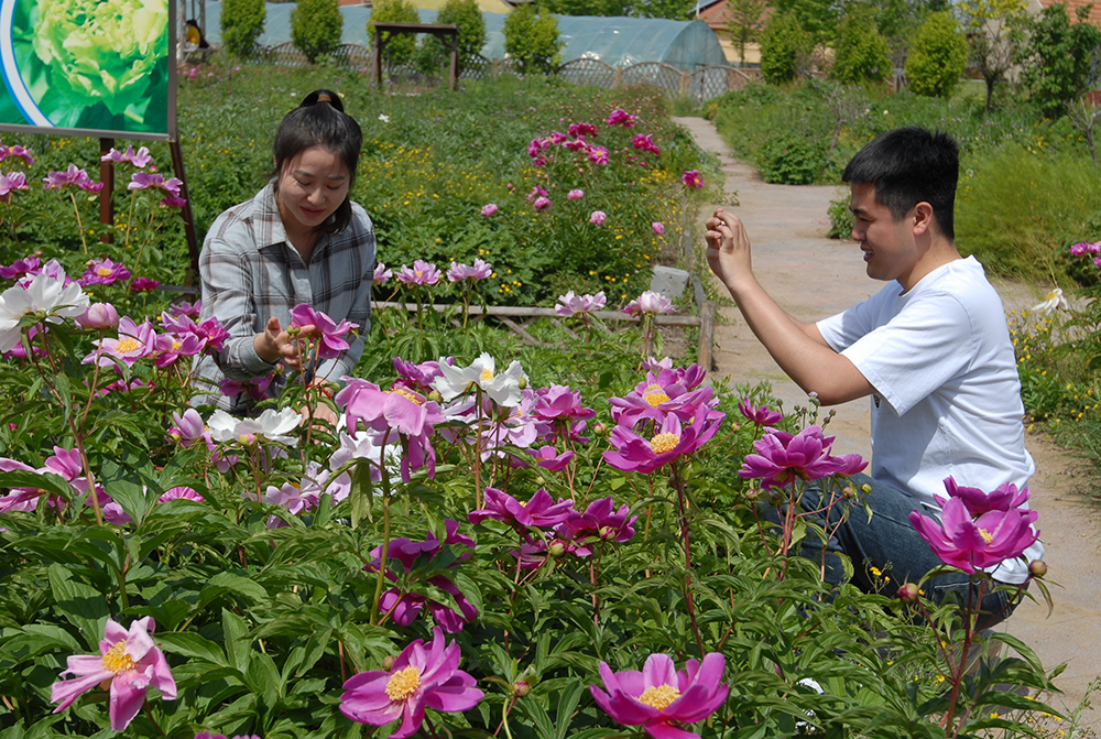 山东即墨:芍药花开引客来 农旅融合促振兴