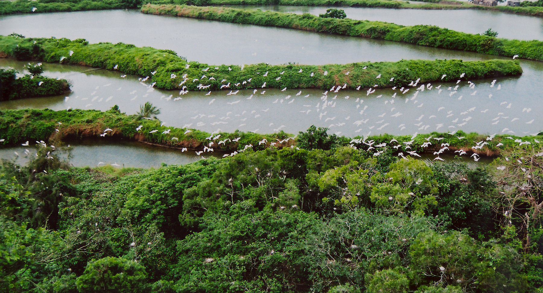 呵护大美湿地！海丰县发力构筑绿色屏障