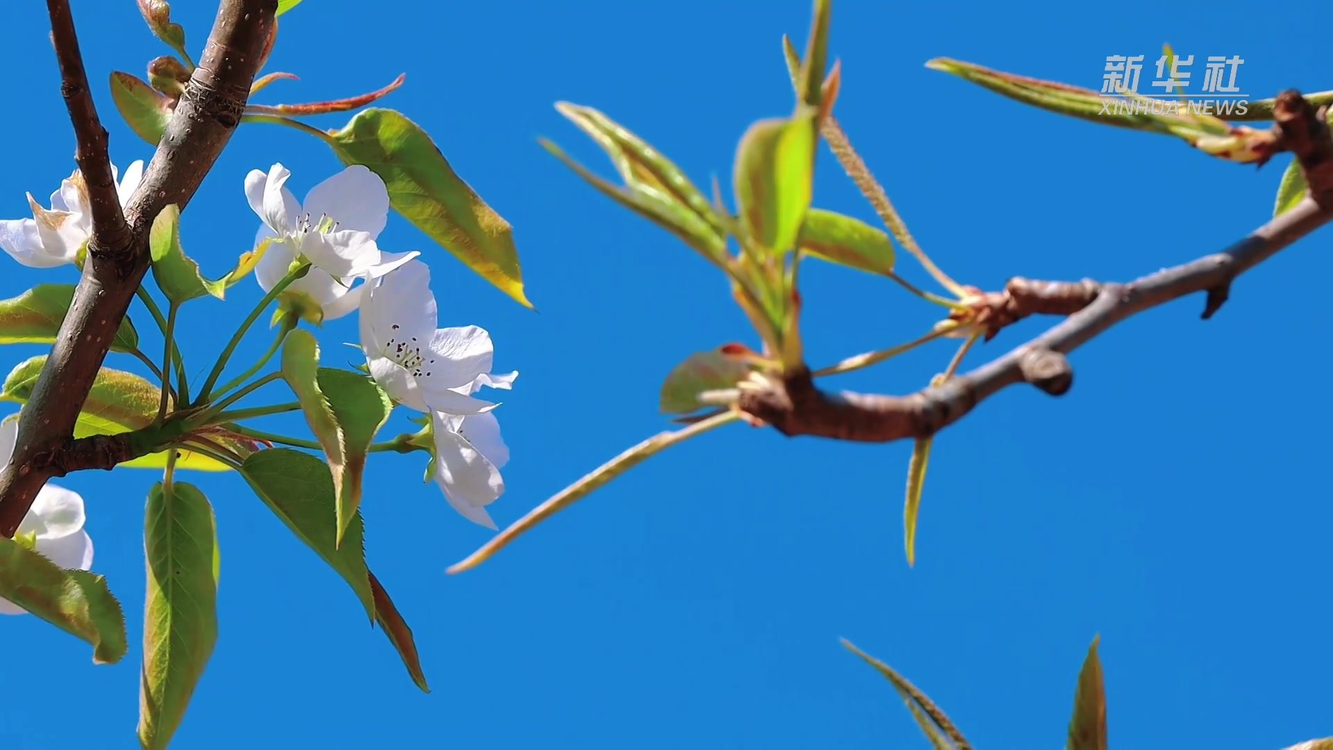 黑龙江牡丹江：千亩梨花盛开