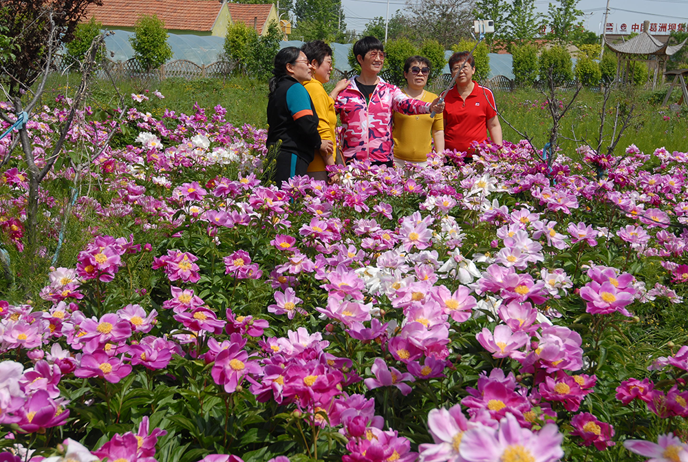 山东即墨:芍药花开引客来 农旅融合促振兴