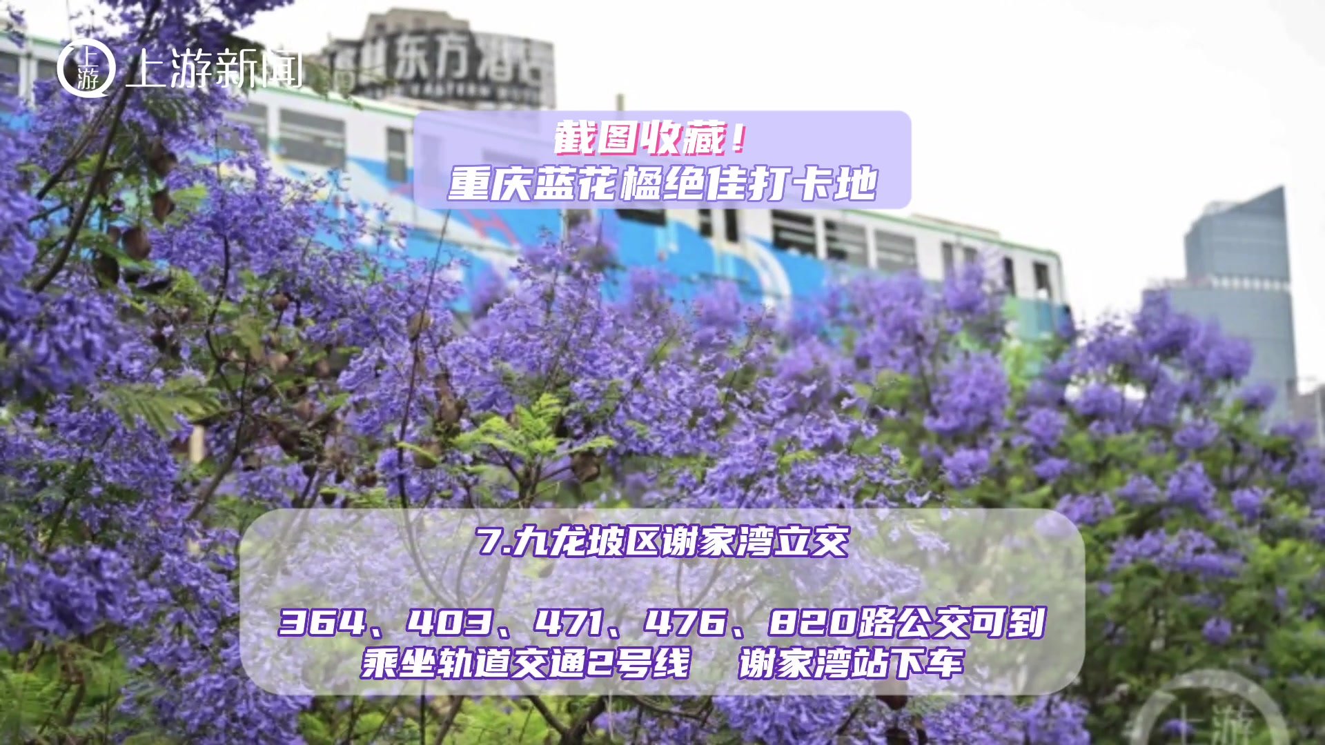 重庆蓝花楹打卡地，快来邂逅山城的紫色浪漫