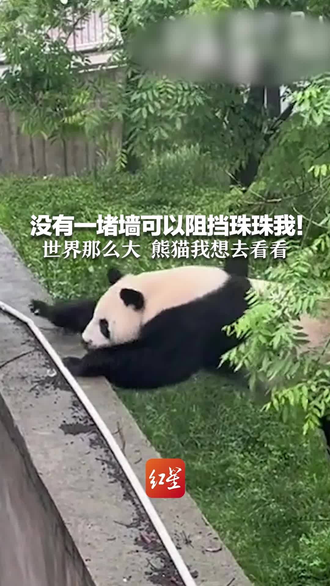 没有一堵墙可以阻挡珠珠我！世界那么大 熊猫我想去看看