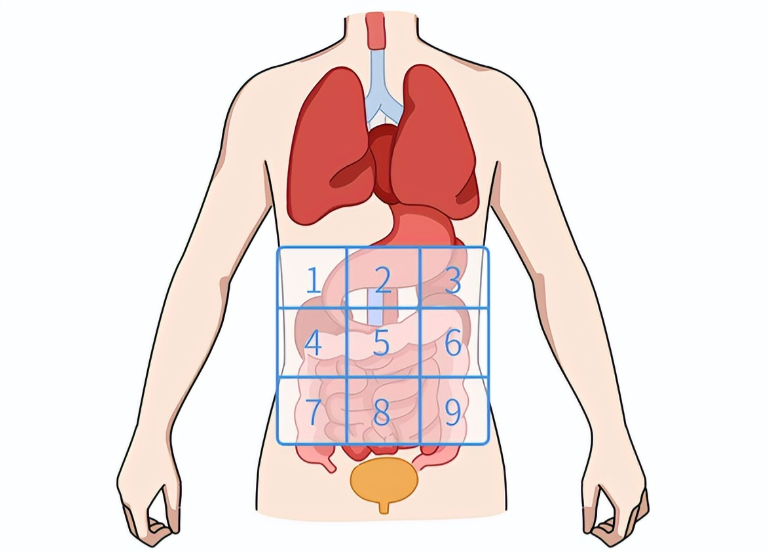 人体器官肚脐对应位置图片